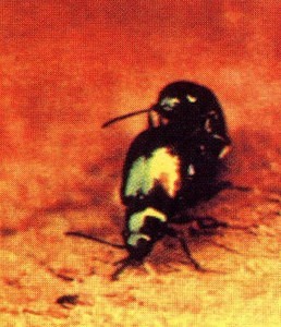 Beetles RAM McCartney