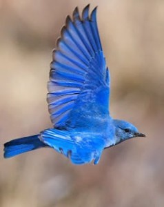 bluebird