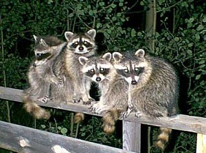 raccoons